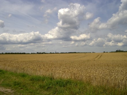 Weiter Blick übers Kornfeld.